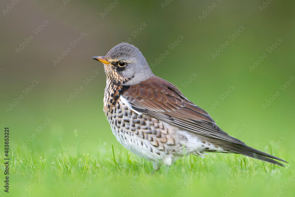 Kramsvogel, Fieldfare, Turdus pilaris Kramsvogel, Fieldfare, Turdus pilaris
