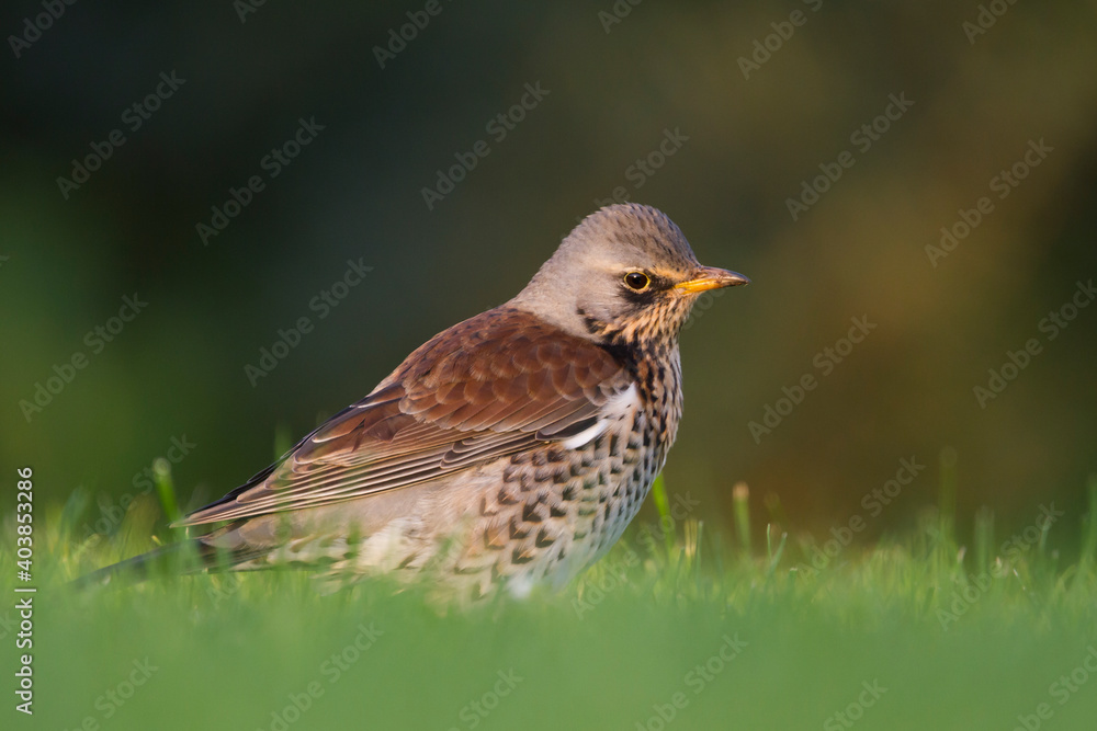 Kramsvogel, Fieldfare, Turdus pilaris Kramsvogel, Fieldfare, Turdus pilaris