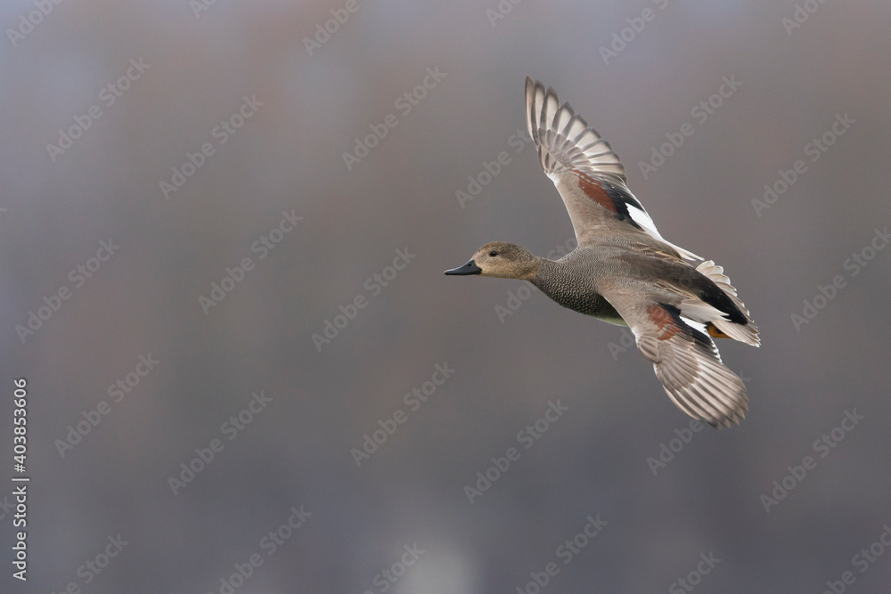Krakeend, Gadwall, Anas streperea