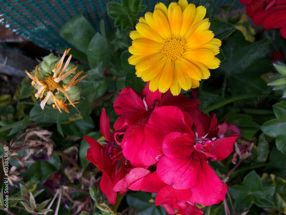 Argyranthemum Flowers Shower Curtain and Geranium.