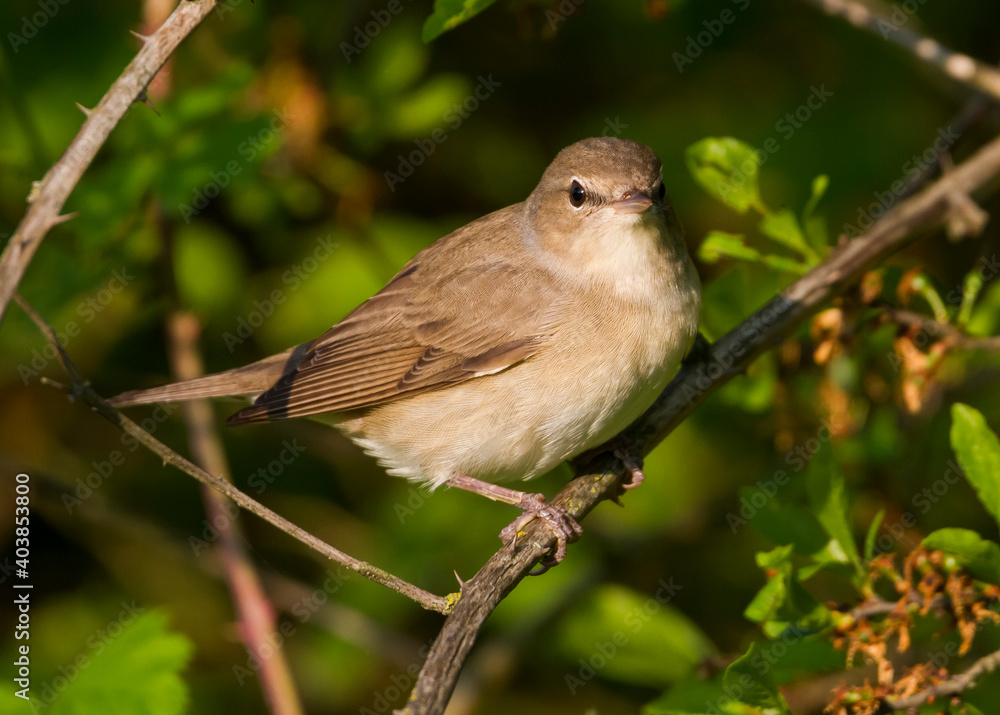 Tuinfluiter, Garden Warbler, Sylvia borin borin Tuinfluiter, Garden Warbler, Sylvia borin borin