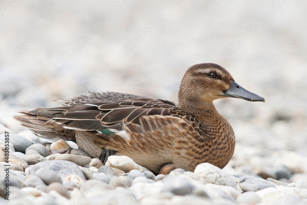 Zomertaling, Garganey, Spatula querquedula Zomertaling, Garganey, Spatula querquedula