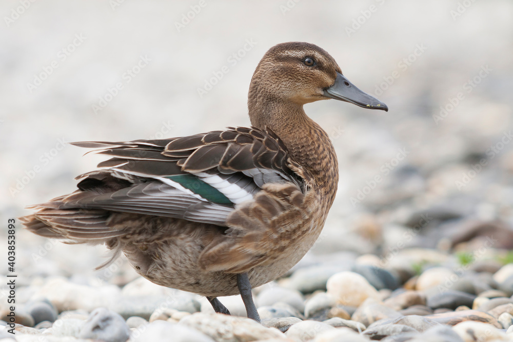 Zomertaling, Garganey, Spatula querquedula Zomertaling, Garganey, Spatula querquedula
