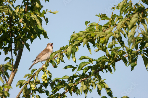 Tuinfluiter, Garden Warbler, Sylvia borin borin photo