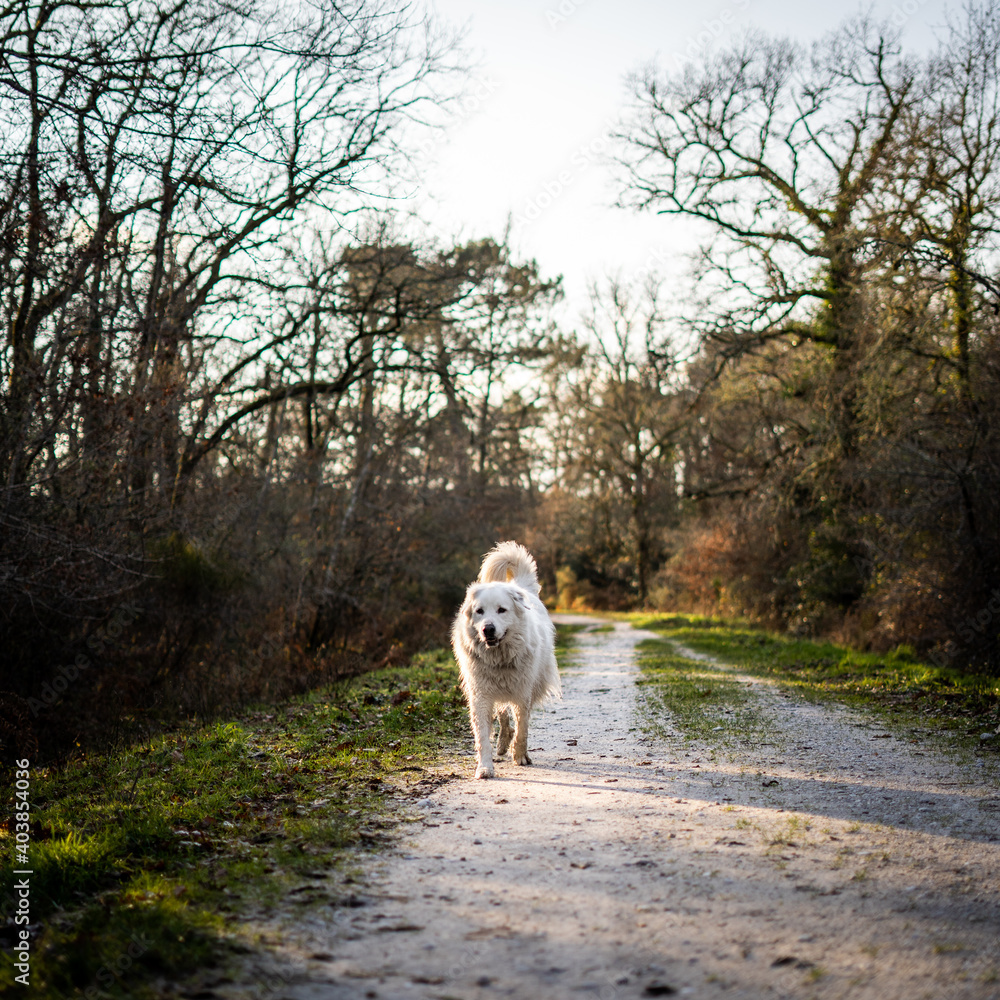 chien chien