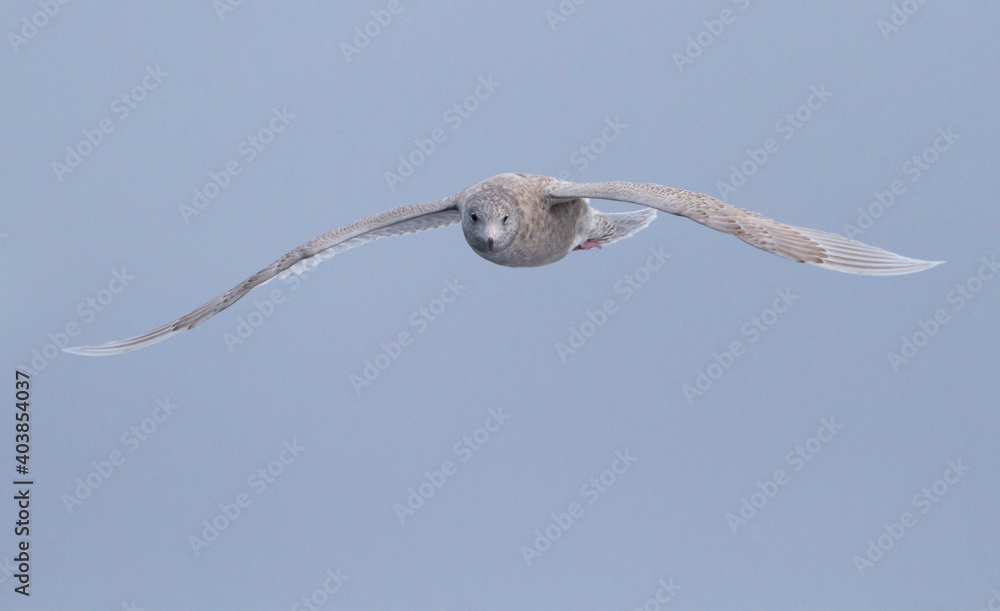 Grote Burgemeester, Glaucous Gull, Larus hyperboreus ssp. hyperboreus Grote Burgemeester, Glaucous Gull, Larus hyperboreus ssp. hyperboreus
