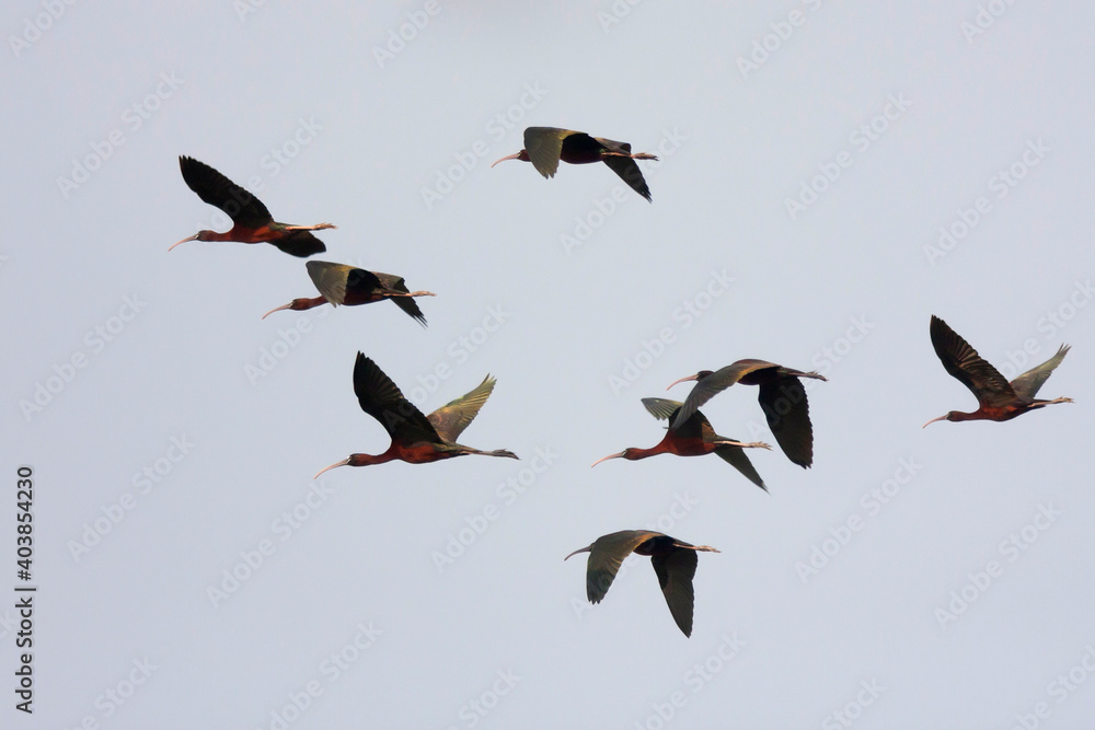 Glossy Ibis, Zwarte Ibis, Plegadis falcinellus Glossy Ibis, Zwarte Ibis, Plegadis falcinellus