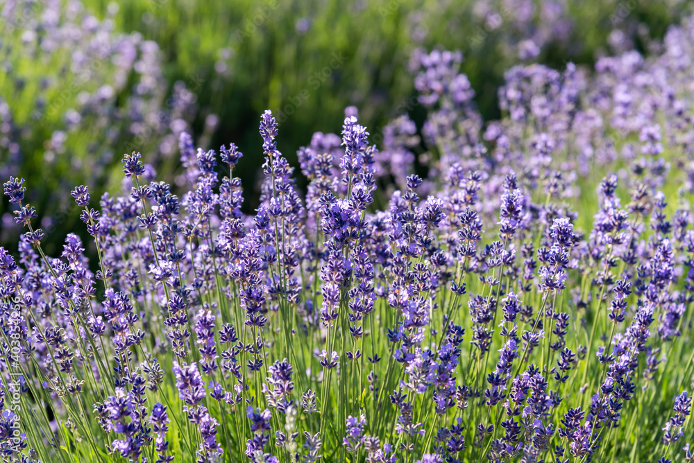 Lavender flowers blooming in summer, selective focus