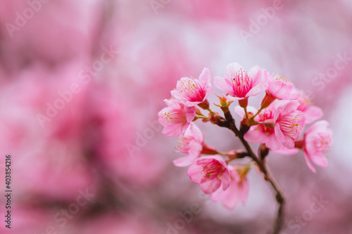 Soft focus Cherry Blossom or Sakura flower on white background with nature sun light  Pink flowers.