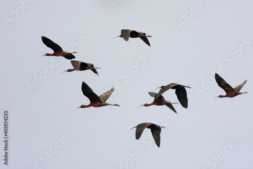 Glossy Ibis, Zwarte Ibis, Plegadis falcinellus