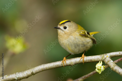 Goudhaan, Goldcrest, Regulus regulus
