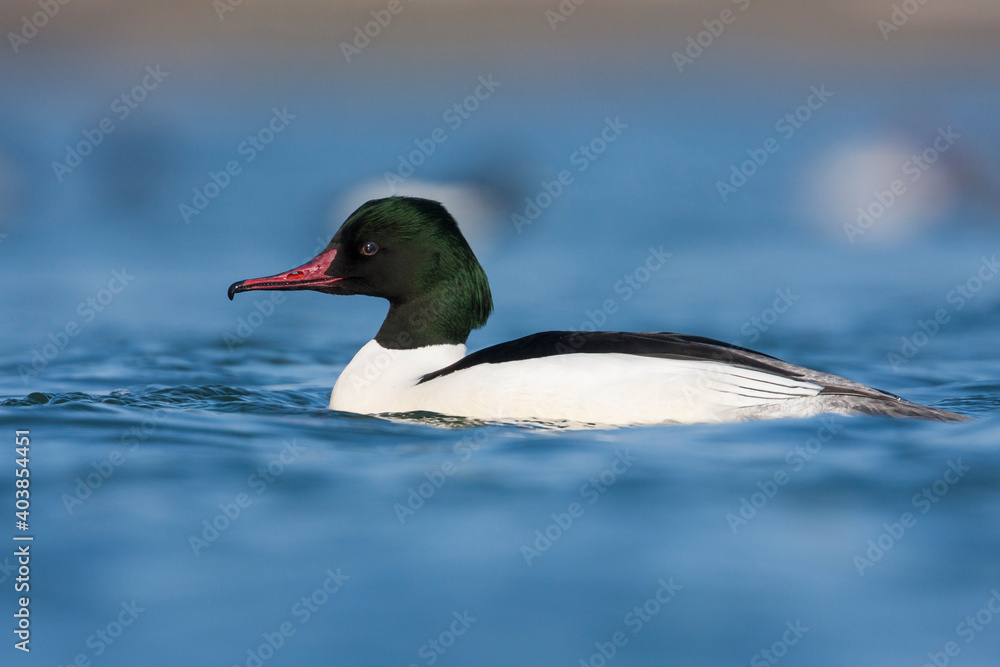 Grote Zaagbek, Goosander, Mergus merganser merganser Grote Zaagbek, Goosander, Mergus merganser merganser