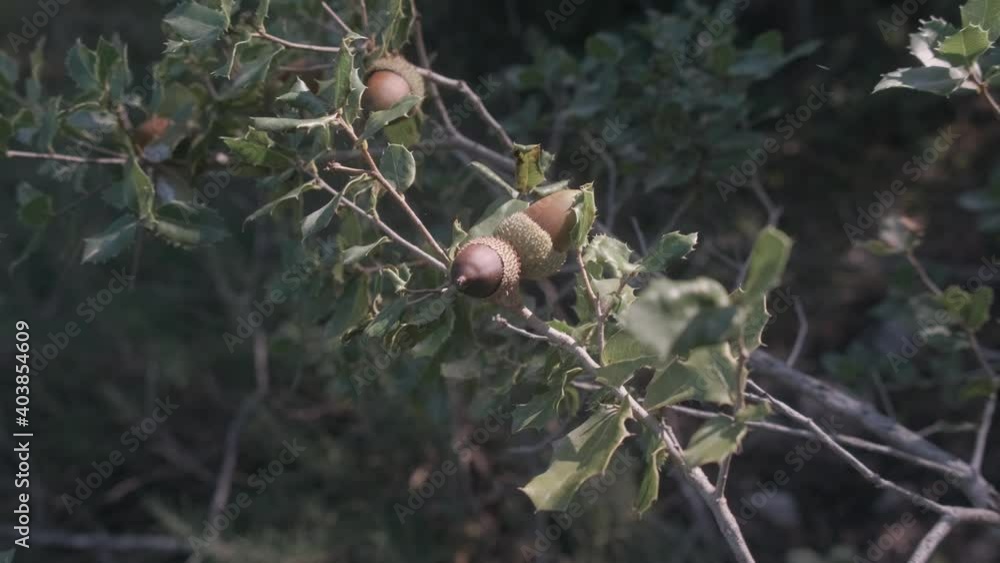 Detail of some acorns on the oak tree with branches with green leaves in the middle of the forest in Catalonia, Spain Detail of some acorns on the oak tree with branches with green leaves in the middle of the forest in Catalonia, Spain
