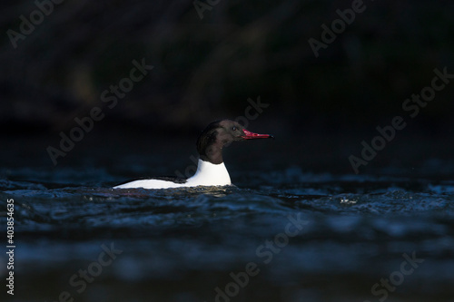 Grote Zaagbek, Goosander, Mergus merganser merganser photo