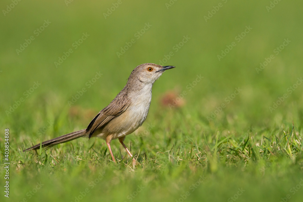 Obraz premium Graceful Prinia, Prinia gracilis carpenteri
