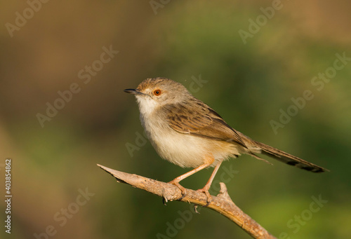 Graceful Prinia, Prinia gracilis yemenensis