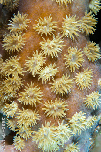 Close up colorful detail of coral polyps