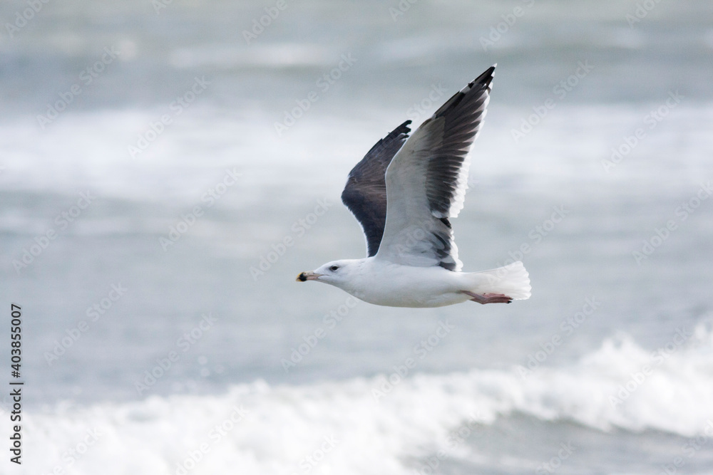Grote Mantelmeeuw, Great Black-backed Gull, Larus marinus Grote Mantelmeeuw, Great Black-backed Gull, Larus marinus
