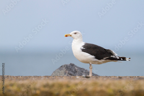 Grote Mantelmeeuw, Great Black-backed Gull, Larus marinus