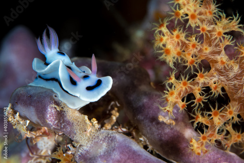 Colorful nudibranch seaslug on coral reef