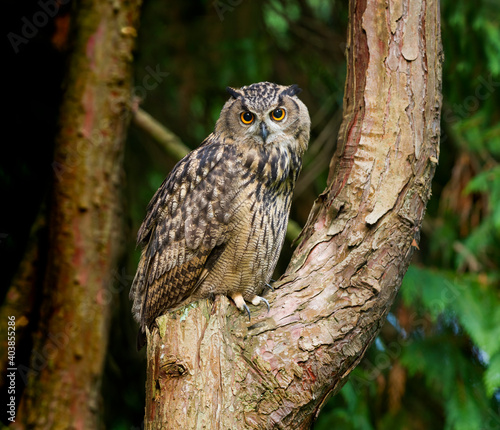 Oehoe, Eurasian Eagle-Owl, Bubo bubo photo