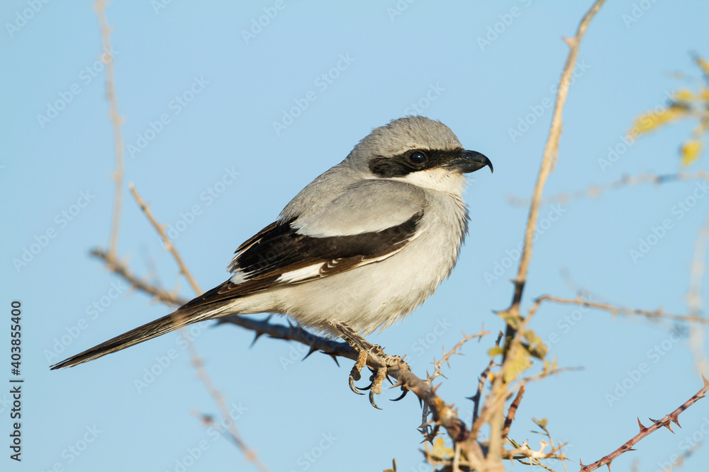 aucheri Great Grey Shrike, Lanius excubitor ssp. aucheri aucheri Great Grey Shrike, Lanius excubitor ssp. aucheri