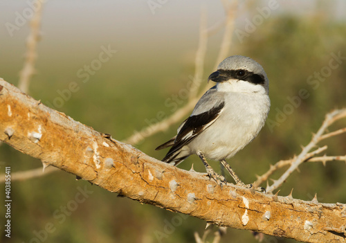 aucheri Great Grey Shrike, Lanius excubitor ssp. aucheri photo