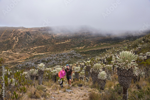 Trekking amongst frailejones on the high altitude Páramo de Oceta trek, Monguí, Boyaca, Colombia