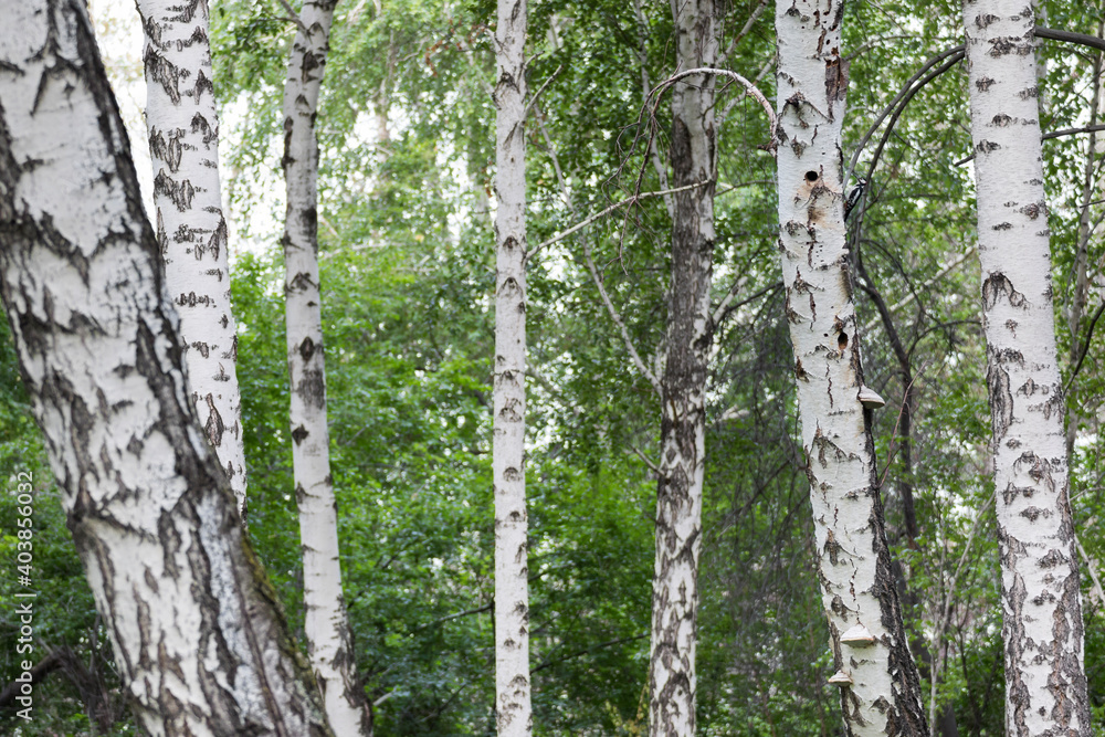 Fototapeta premium Grote Bonte Specht, Great Spotted Woodpecker, Dendrocopos major