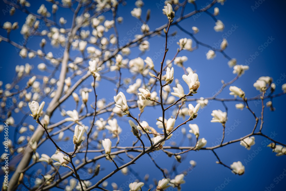 Magnolia blossom on a tree against a blue sky Magnolia blossom on a tree against a blue sky