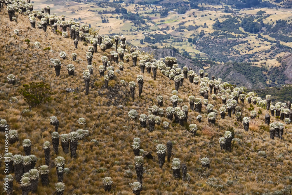 Beautiful view of the Páramo de Oceta trek, Monguí, Boyaca, Colombia