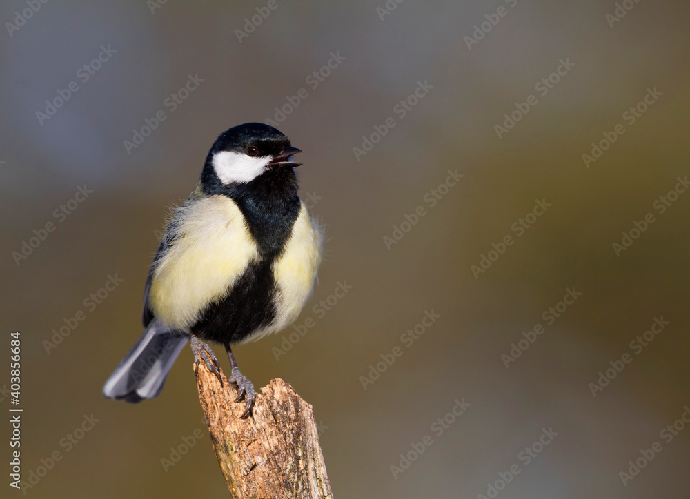 Fototapeta premium Koolmees, Great Tit, Parus major major