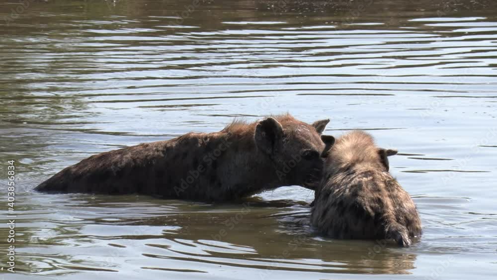 Close view of hyena moving toward another in water with food in mouth Close view of hyena moving toward another in water with food in mouth