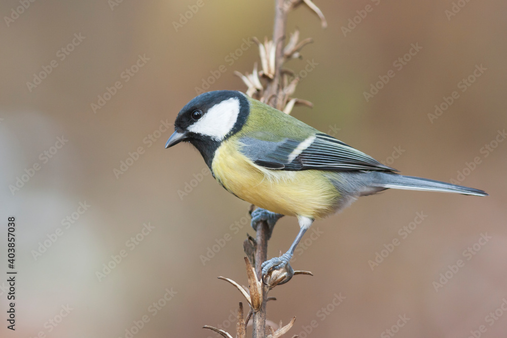 Koolmees, Great Tit, Parus major Koolmees, Great Tit, Parus major