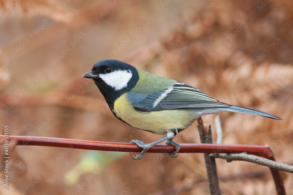 Obraz premium Koolmees, Great Tit, Parus major