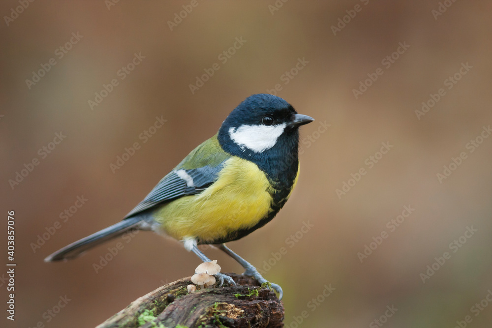 Koolmees, Great Tit, Parus major Koolmees, Great Tit, Parus major