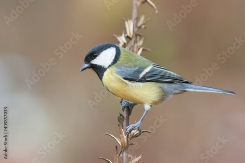 Koolmees, Great Tit, Parus major