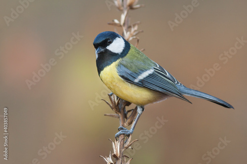 Koolmees, Great Tit, Parus major