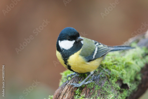 Koolmees, Great Tit, Parus major photo