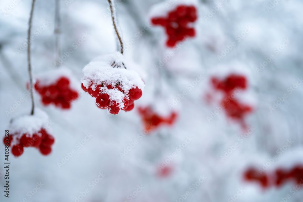 Red berry on the tree in the snow Red berry on the tree in the snow