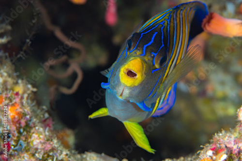 Tropical saltwater angelfish swimming above coral reef