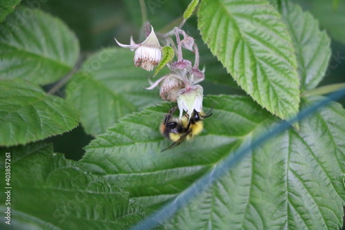 Bumblebee in white blossom of the blackberry bush
