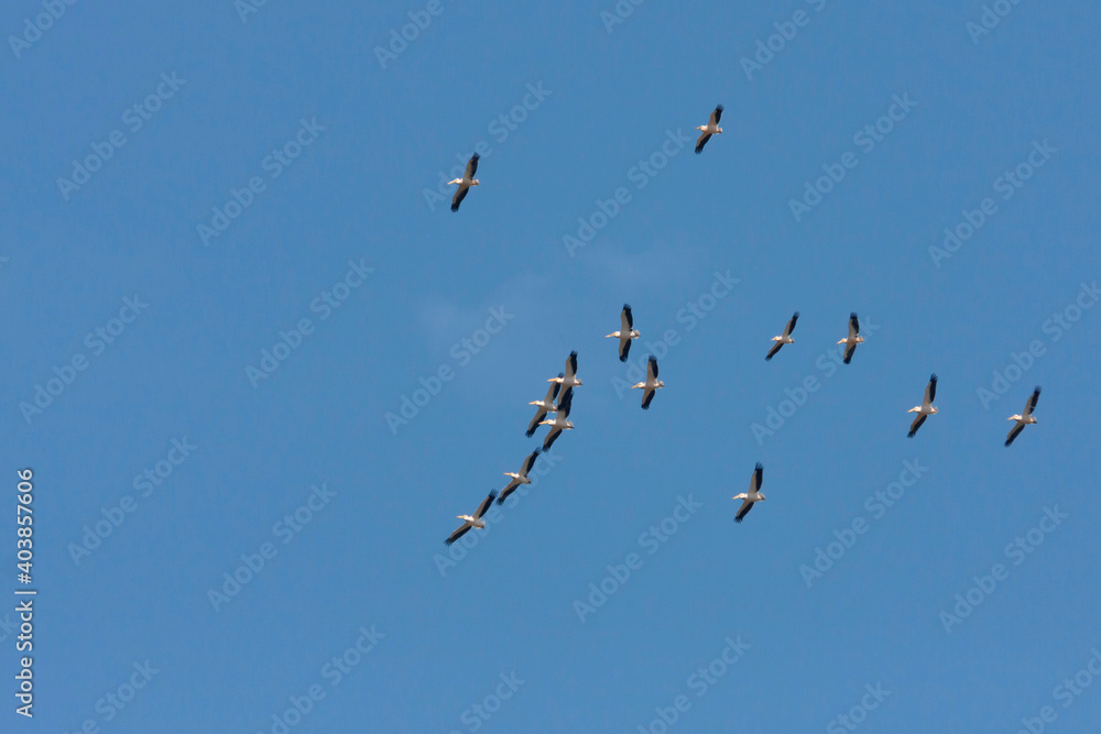 Great White Pelican, Roze Pelikaan, Pelecanus onocrotalus Great White Pelican, Roze Pelikaan, Pelecanus onocrotalus