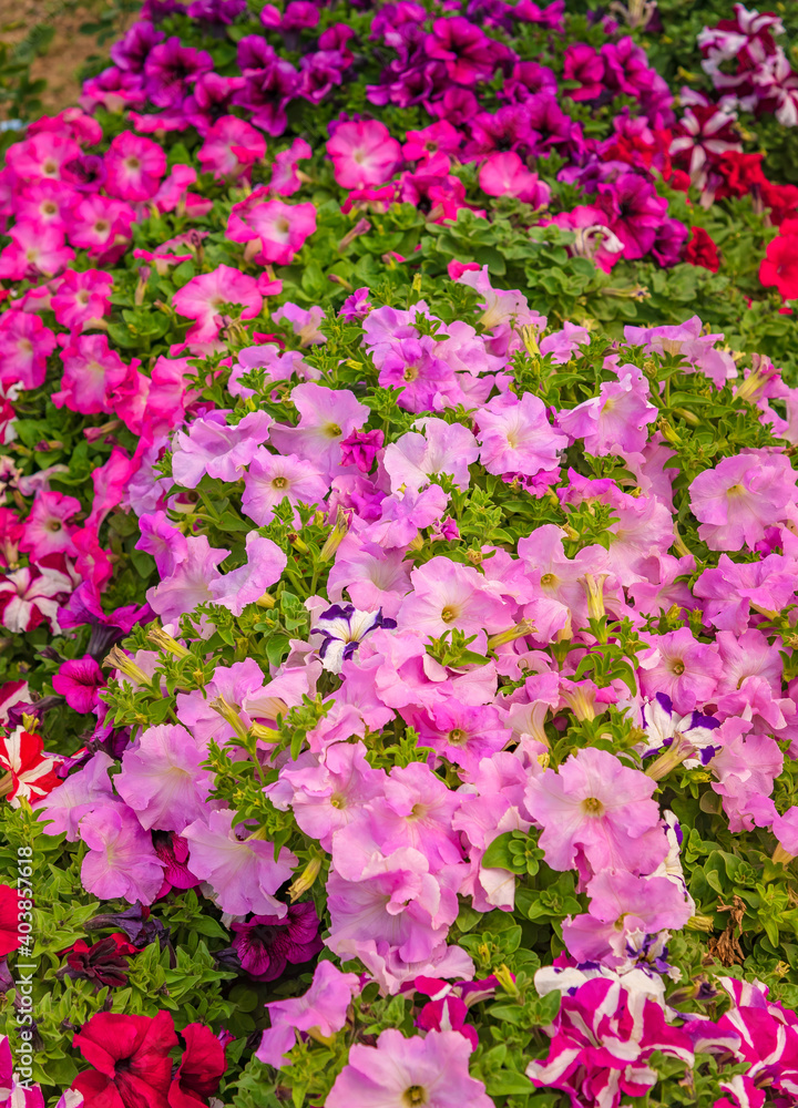 Abstract defocus meadow flower with blurry background, beautiful fresh morning with dew on petal at Lotus Temple, Delhi. Spring landscape blurry natural background.