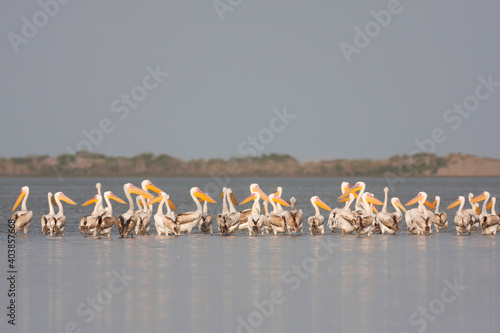 Great White Pelican, Roze Pelikaan, Pelecanus onocrotalus photo