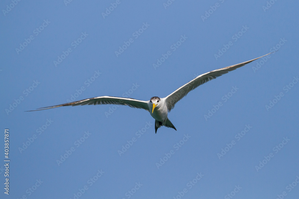 Grote Kuifstern, Greater Crested Tern, Thalasseus bergii velox Grote Kuifstern, Greater Crested Tern, Thalasseus bergii velox