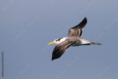 Grote Kuifstern  Greater Crested Tern  Thalasseus bergii velox