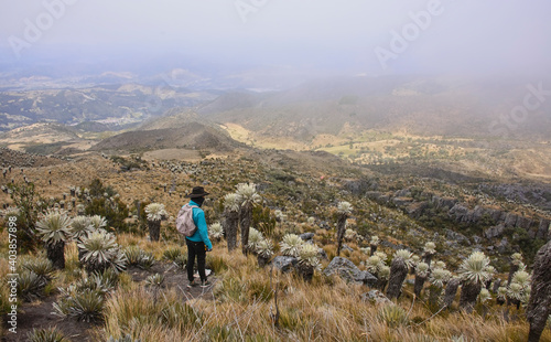 Trekking amongst frailejones on the high altitude Páramo de Oceta trek, Monguí, Boyaca, Colombia