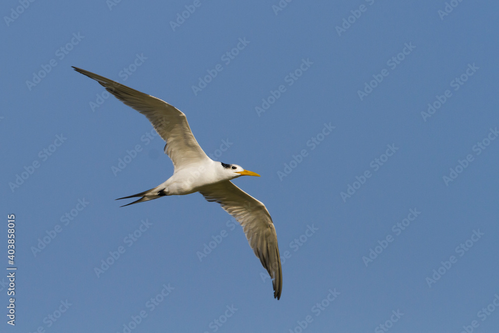 Grote Kuifstern, Greater Crested Tern, Thalasseus bergii velox Grote Kuifstern, Greater Crested Tern, Thalasseus bergii velox