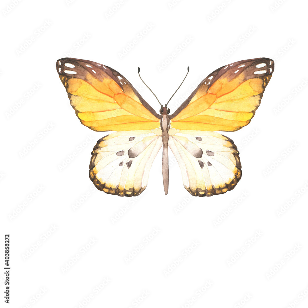 Obraz premium Yellow and brown butterfly on white background. Hand drawn watercolor illustration.